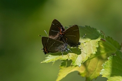 David Plant Photography - Wildlife Photography - White letter hairstreak - C